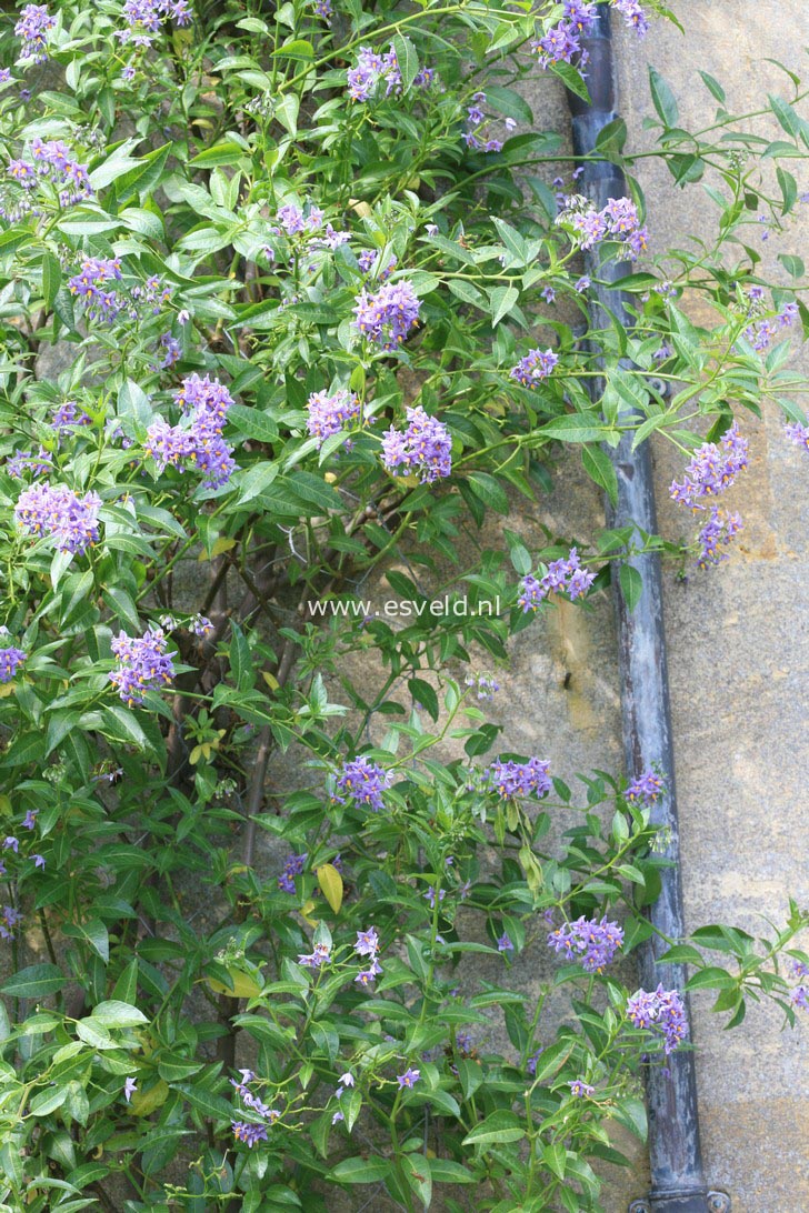 Solanum crispum 'Glasnevin'