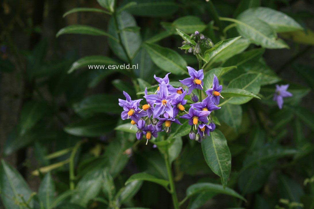 Solanum crispum 'Glasnevin'