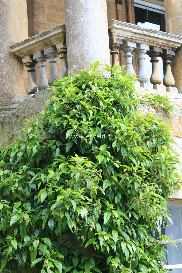 Hydrangea integrifolia