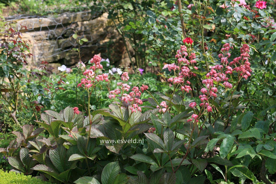 Rodgersia pinnata 'Superba'