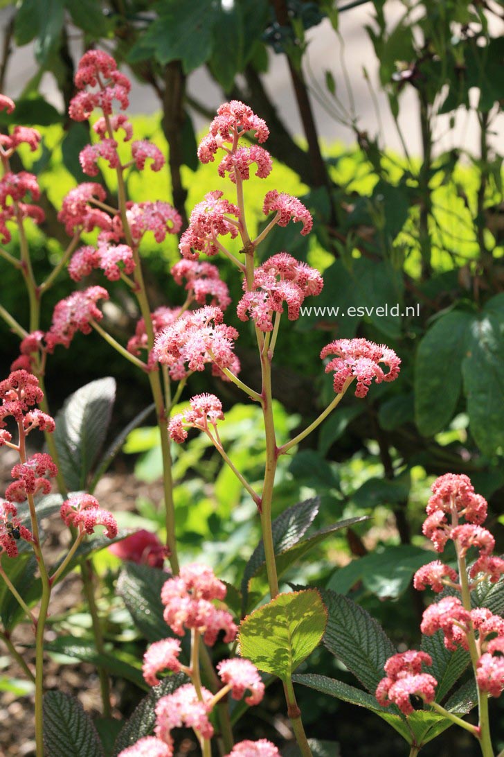 Rodgersia pinnata 'Superba'