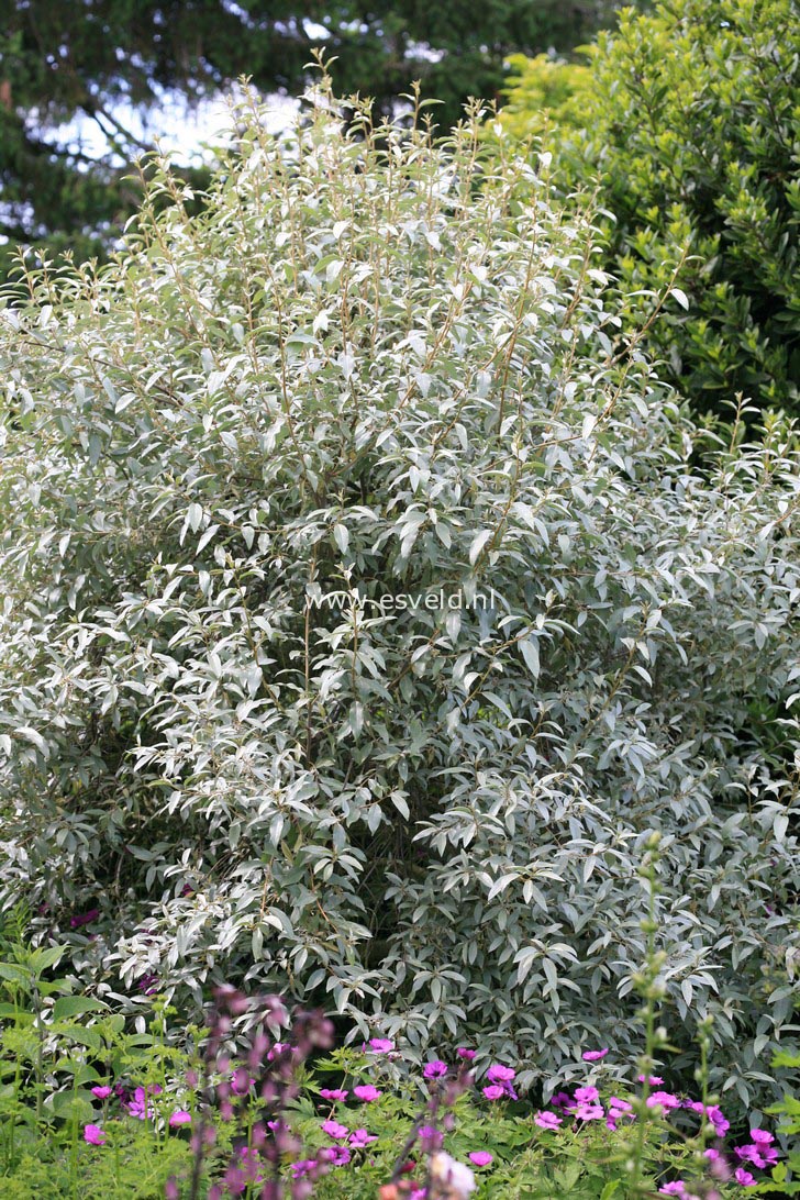 Elaeagnus 'Quicksilver'