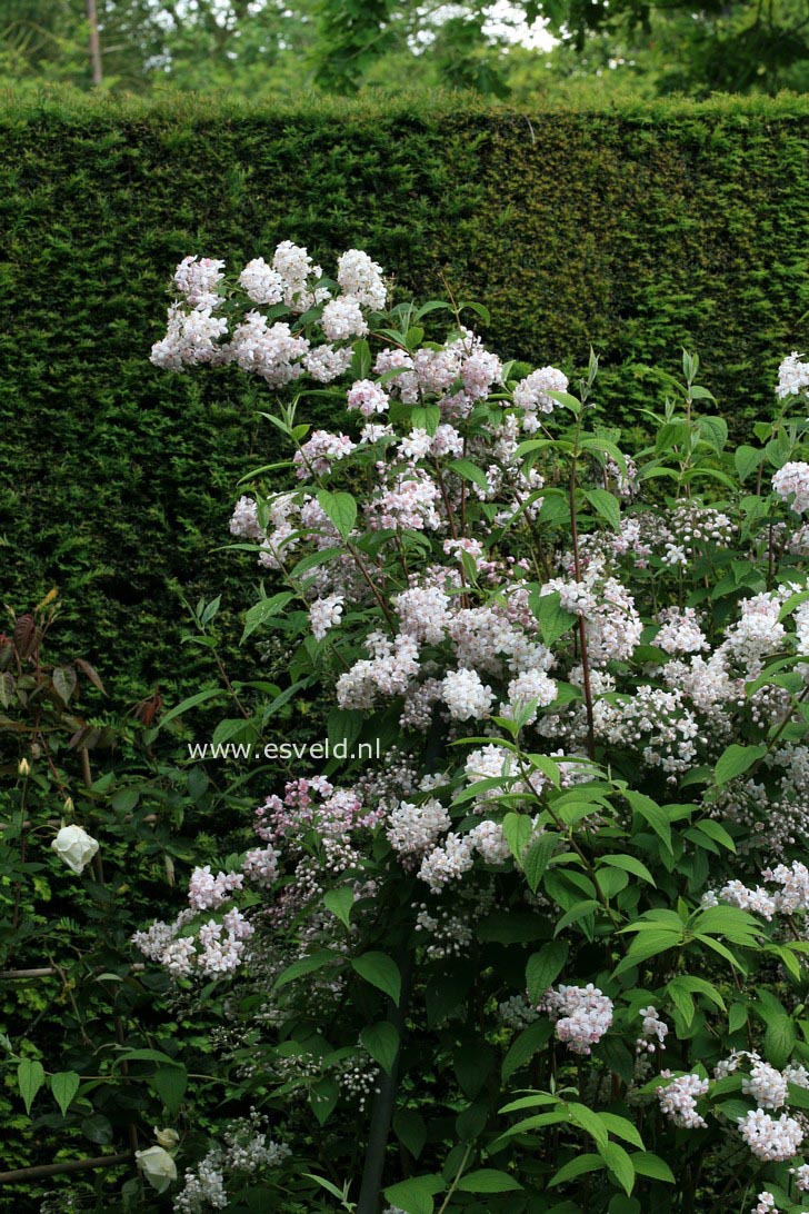 Deutzia hybrida 'Mont Rose'