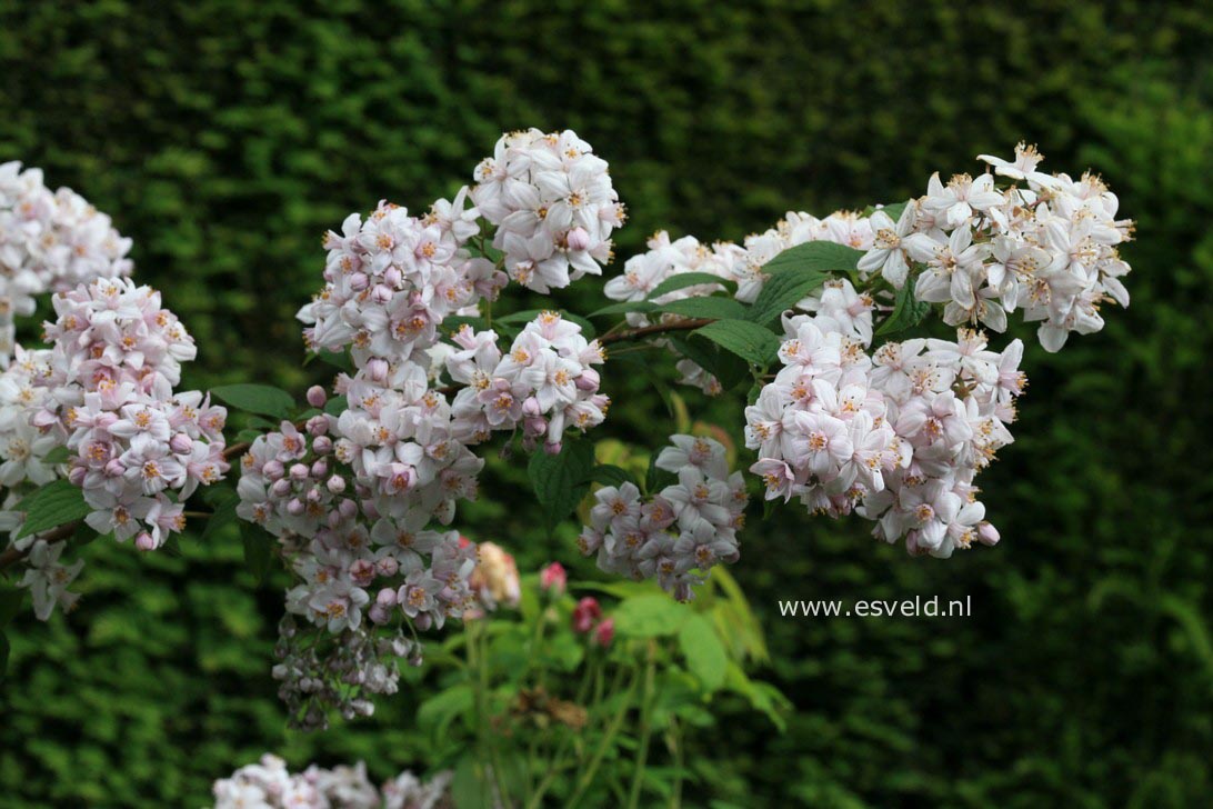 Deutzia hybrida 'Mont Rose'