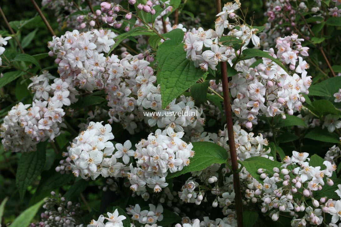 Deutzia hybrida 'Mont Rose'