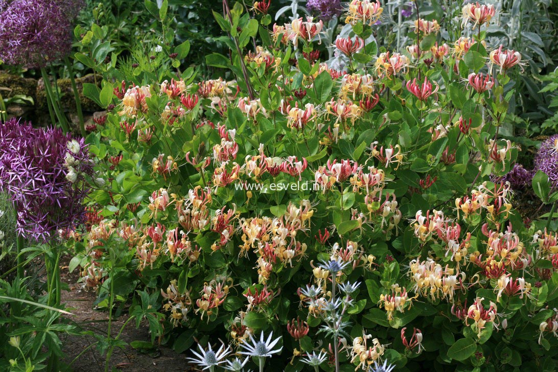 Lonicera periclymenum 'Honeybush'