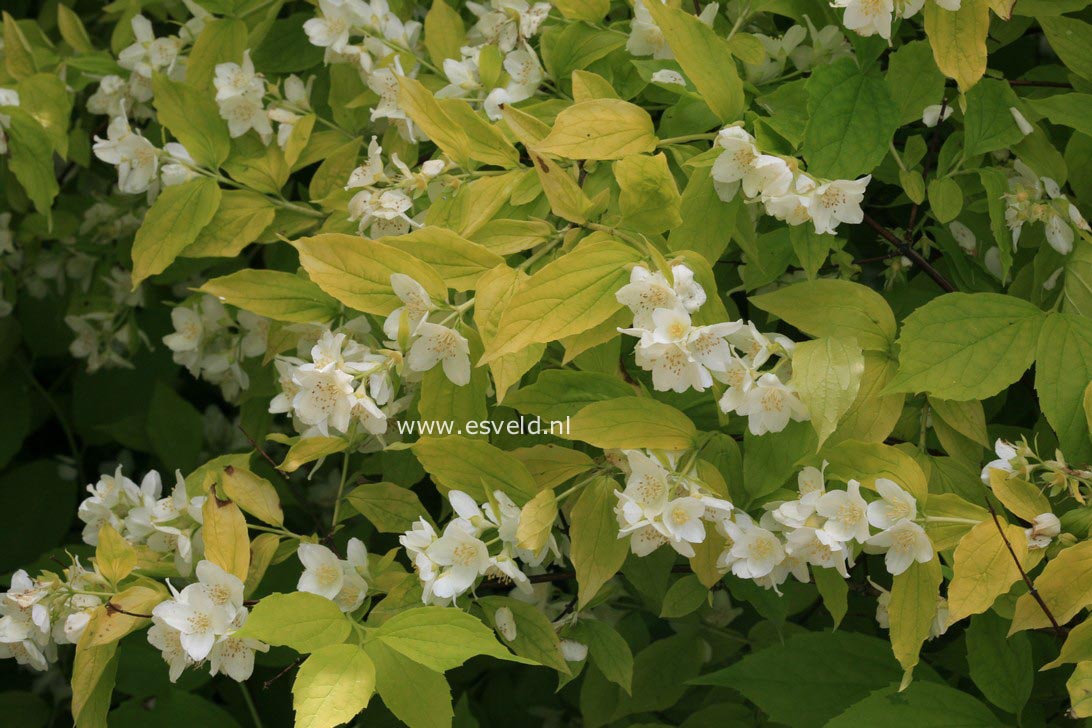 Philadelphus coronarius 'Aureus'