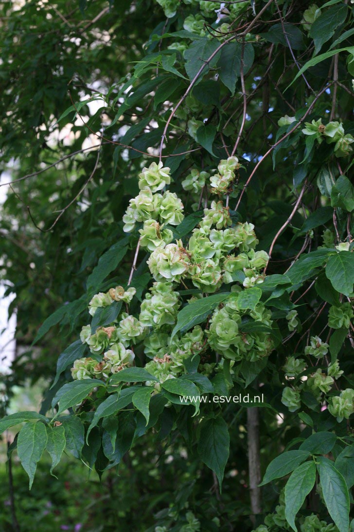 Dipelta floribunda