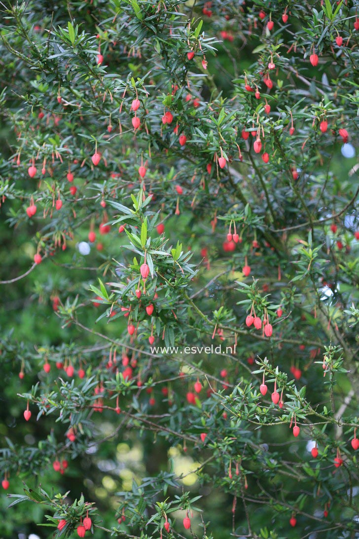 Crinodendron hookerianum