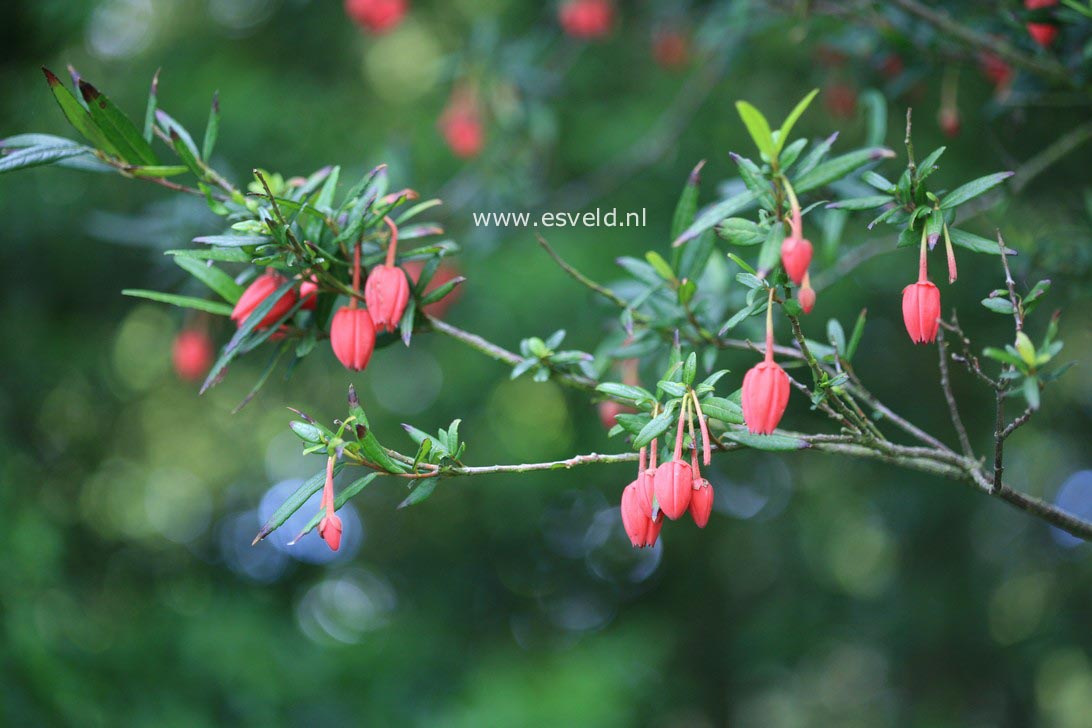 Crinodendron hookerianum