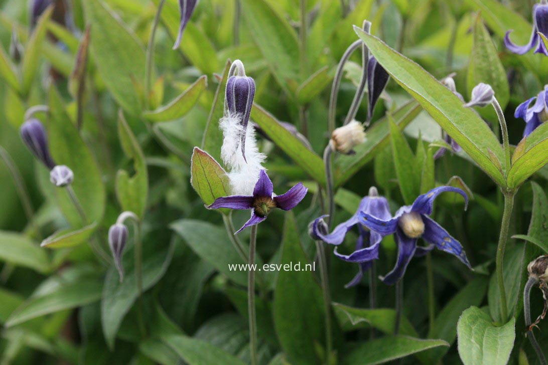 Clematis 'Hendersonii'