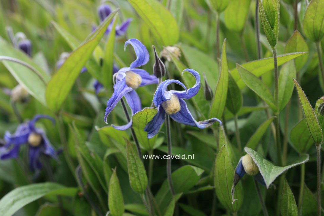 Clematis 'Hendersonii'