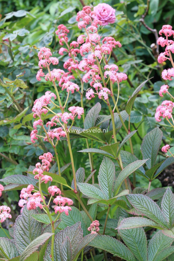 Rodgersia pinnata 'Superba'