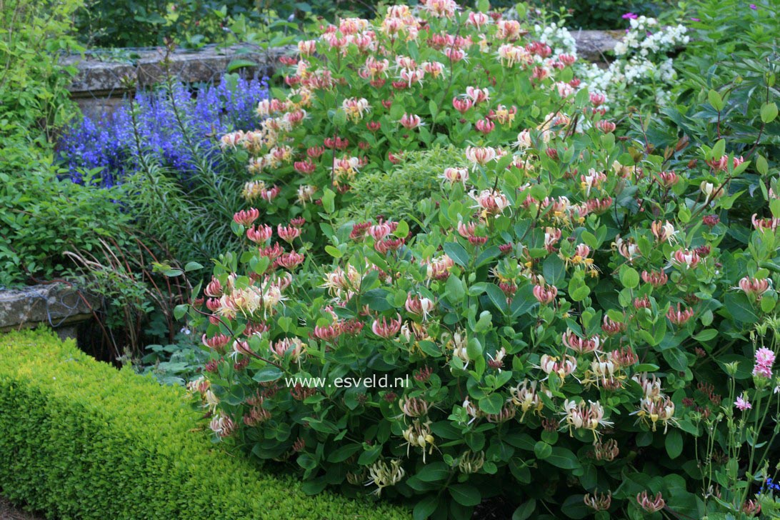 Lonicera periclymenum 'Honeybush'