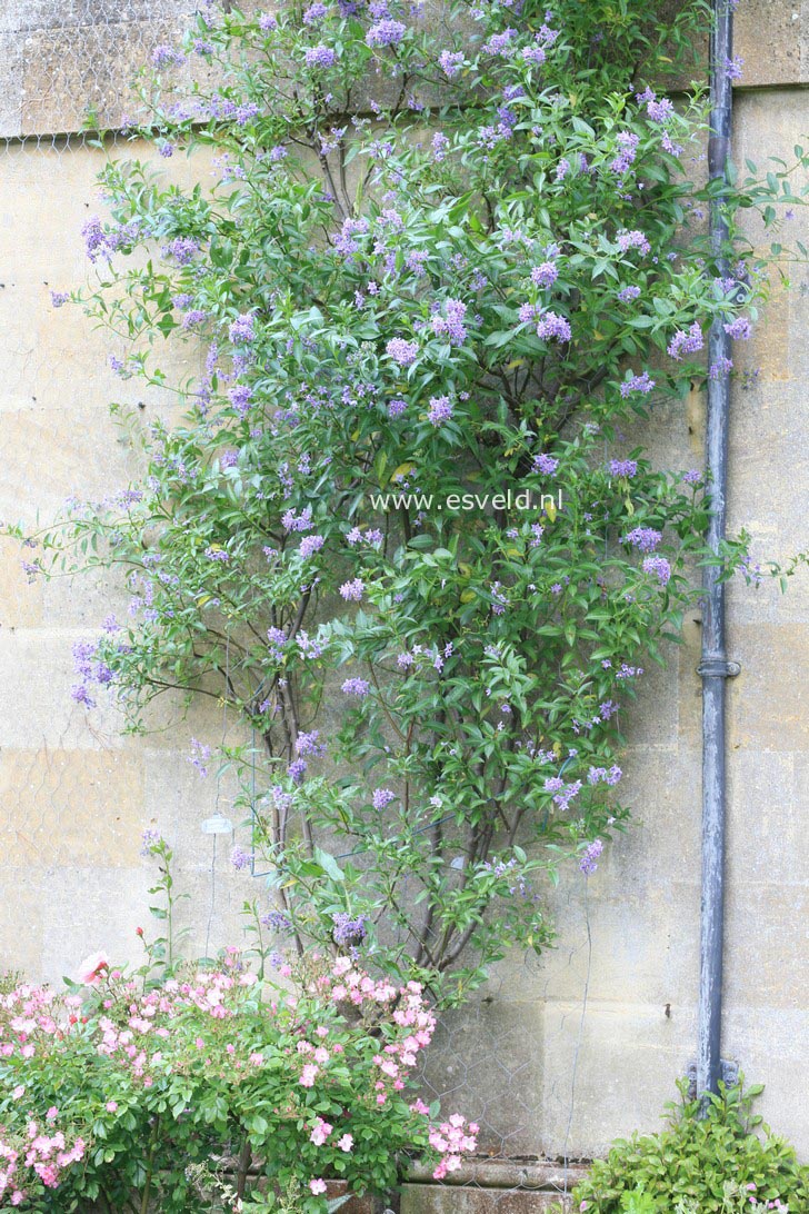 Solanum crispum 'Glasnevin'