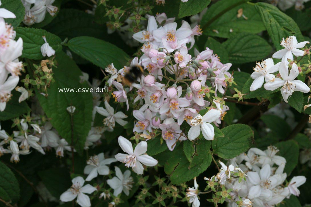 Deutzia hybrida 'Mont Rose'