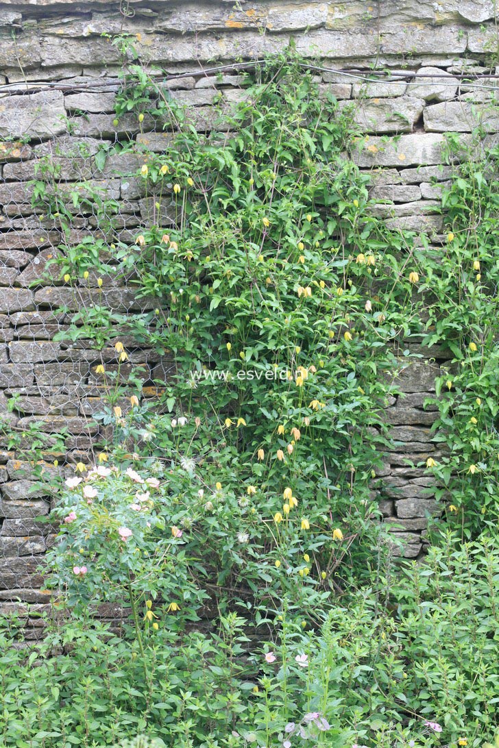 Clematis thibetana tangutica