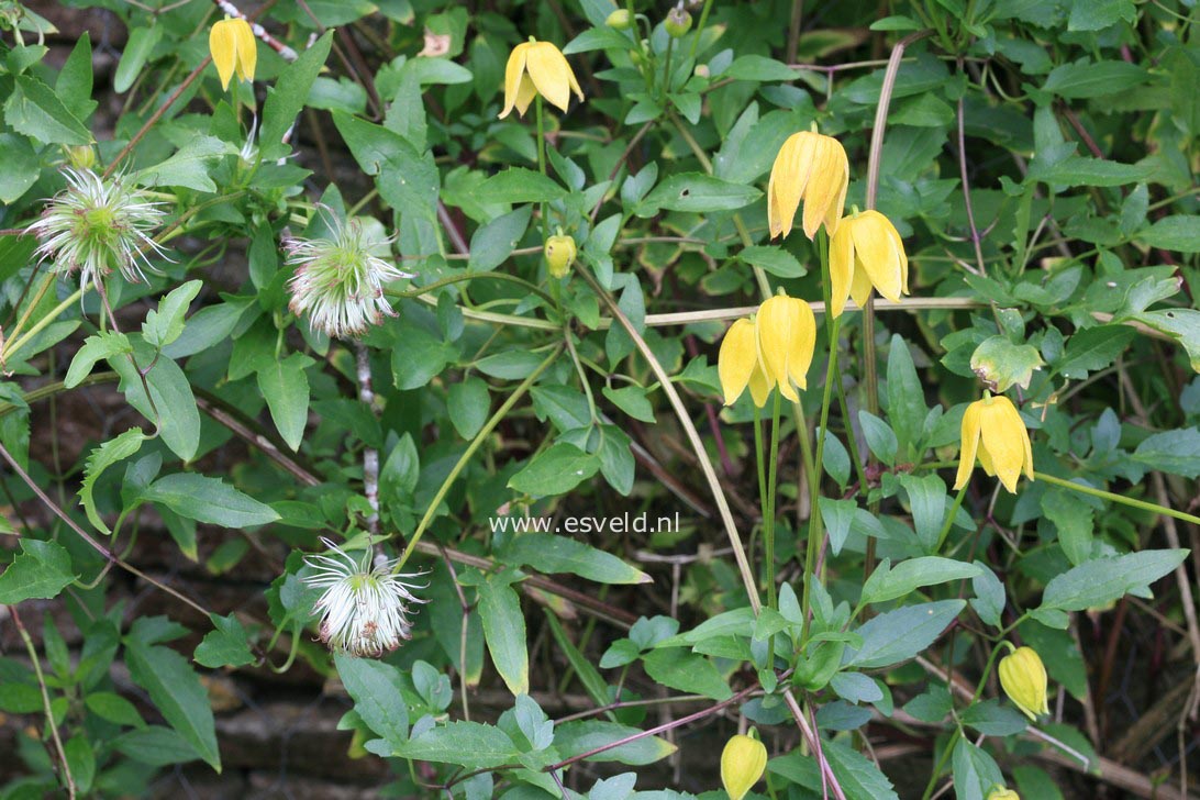 Clematis thibetana tangutica