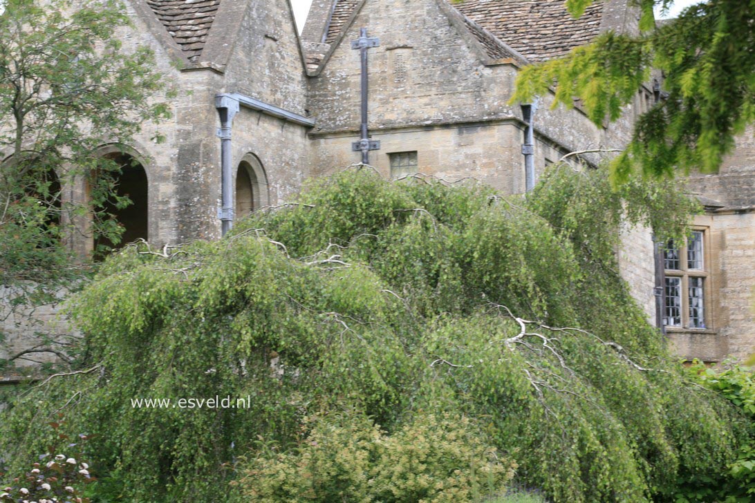 Betula pendula 'Youngii'