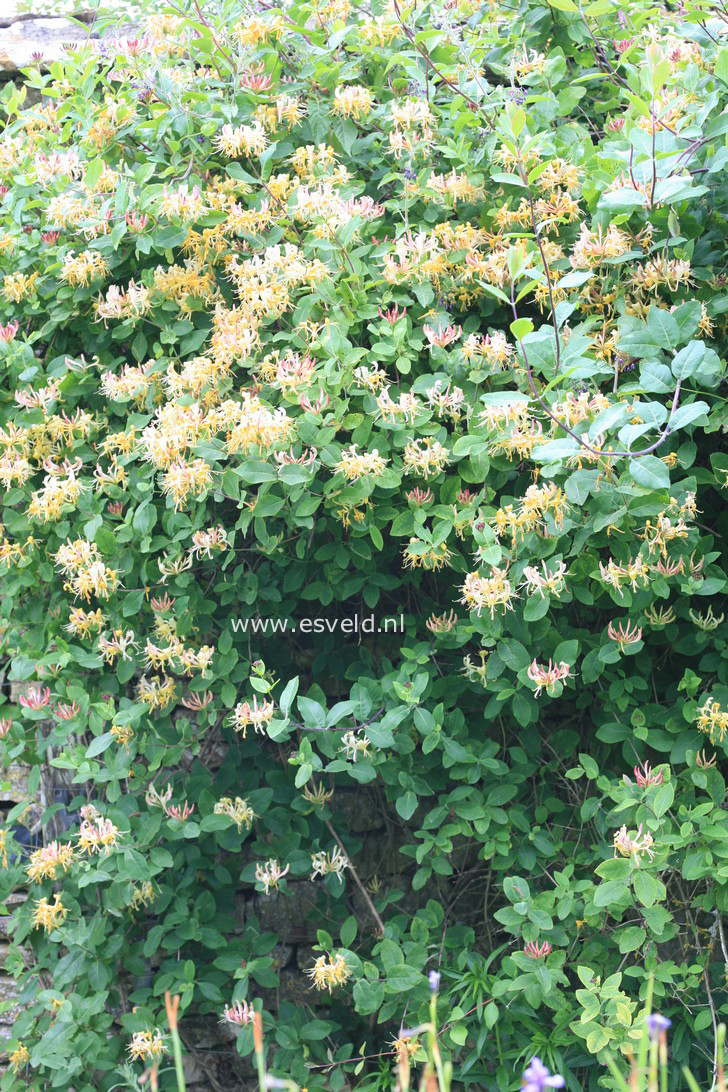 Lonicera heckrottii