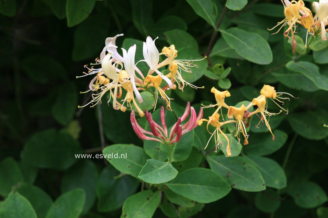 Lonicera heckrottii