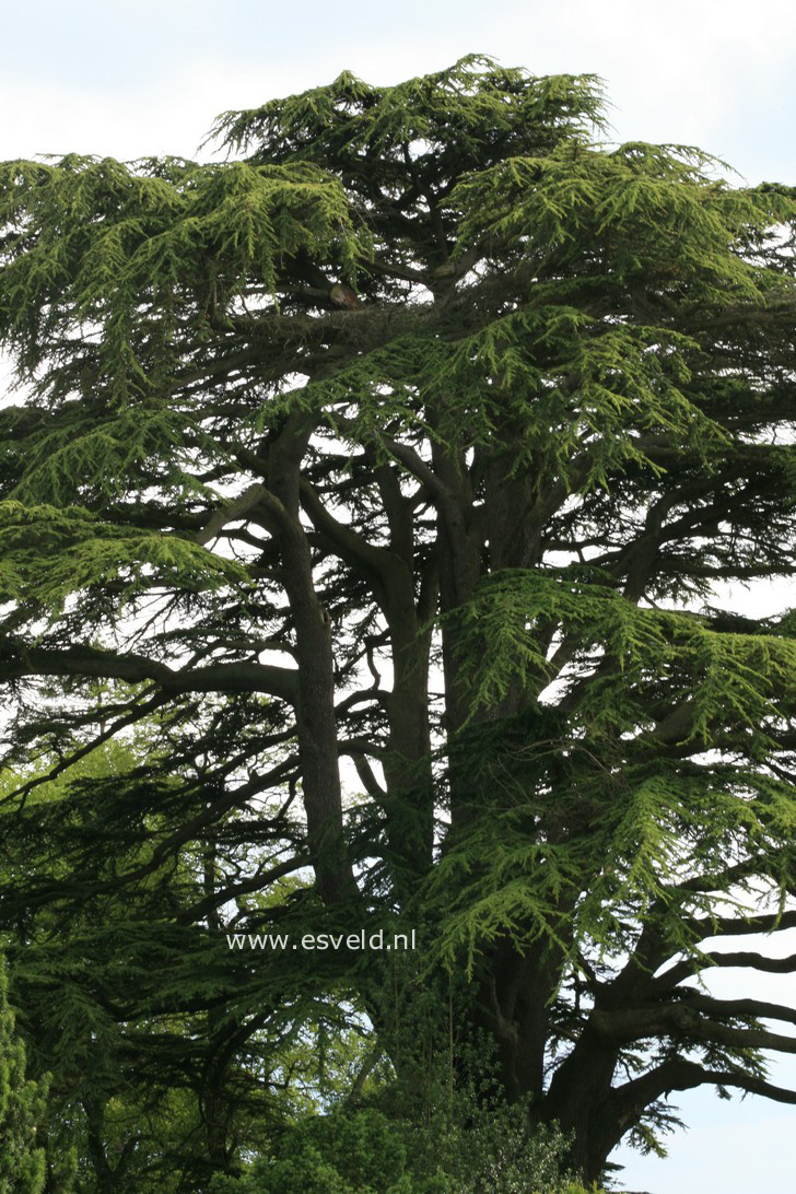 Cedrus libani