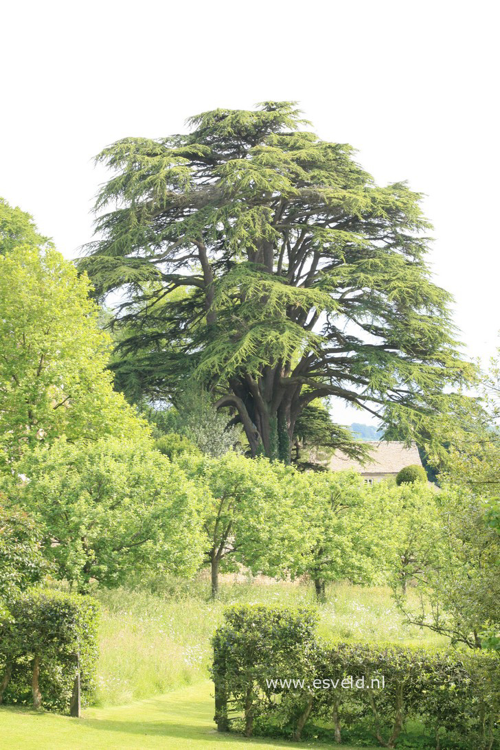 Cedrus libani