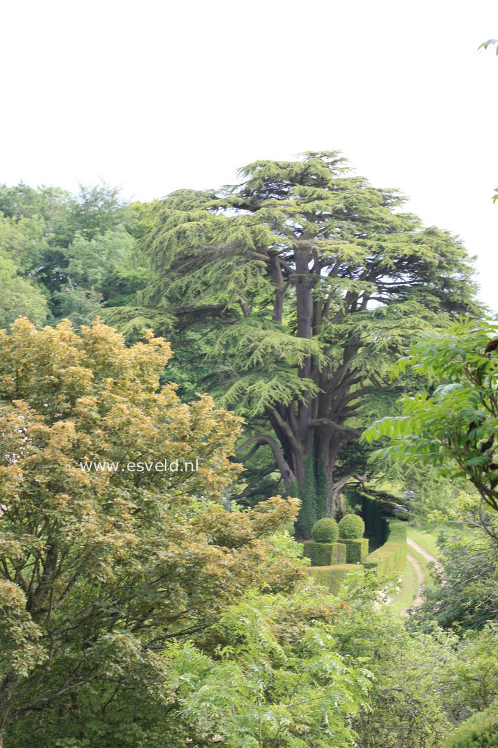 Cedrus libani