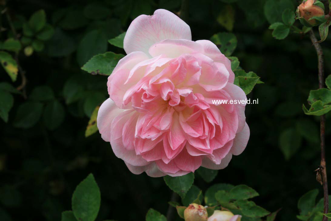 Rosa 'Rene Andre'