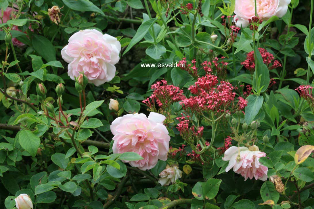 Rosa 'Rene Andre'