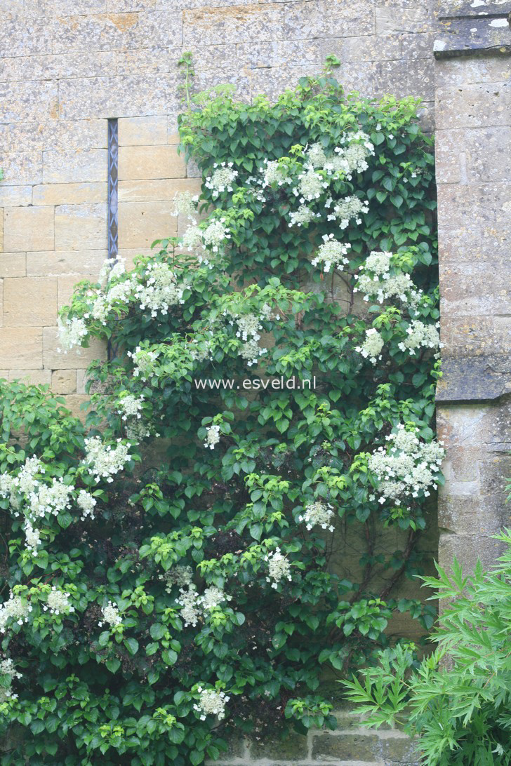 Hydrangea anomala petiolaris