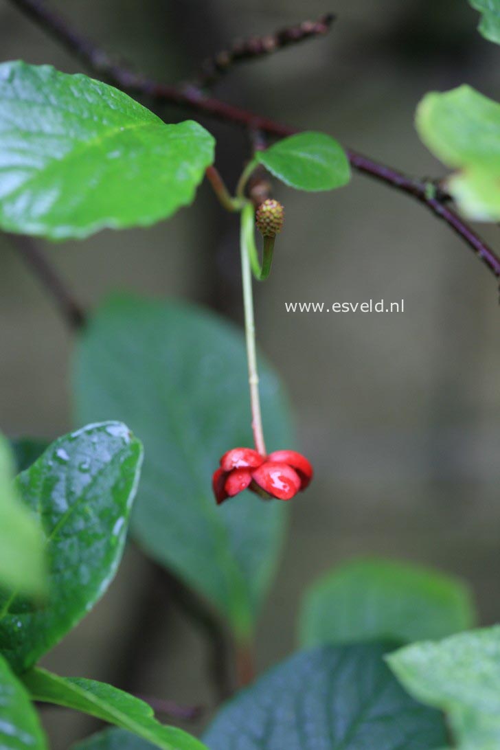 Schisandra rubriflora