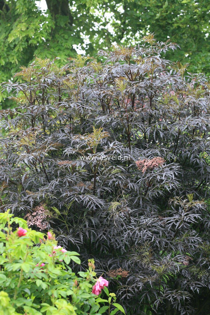 Sambucus nigra 'Eva' (BLACK LACE)