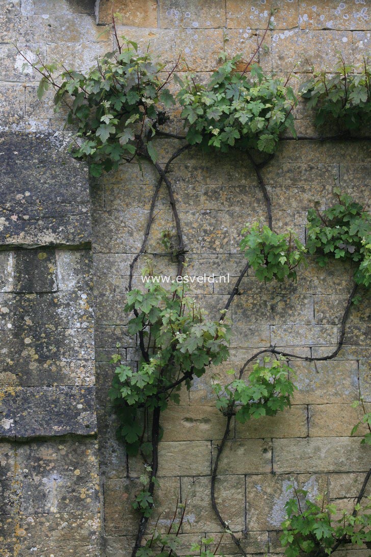 Vitis vinifera 'Purpurea'