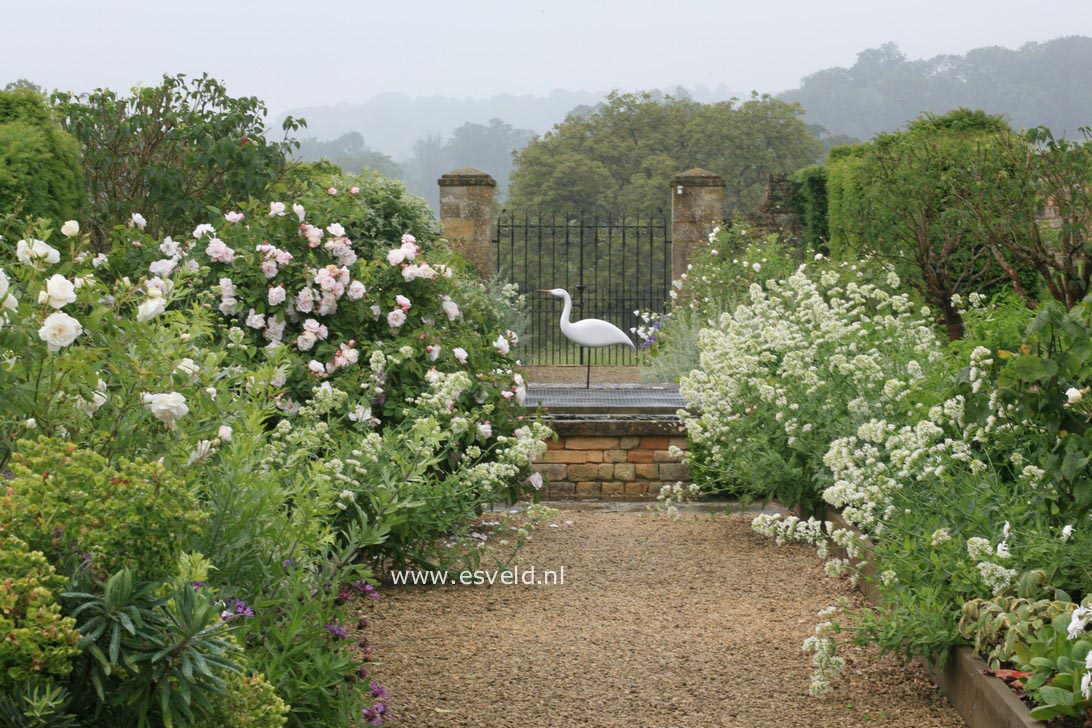 Centranthus ruber 'Albus'