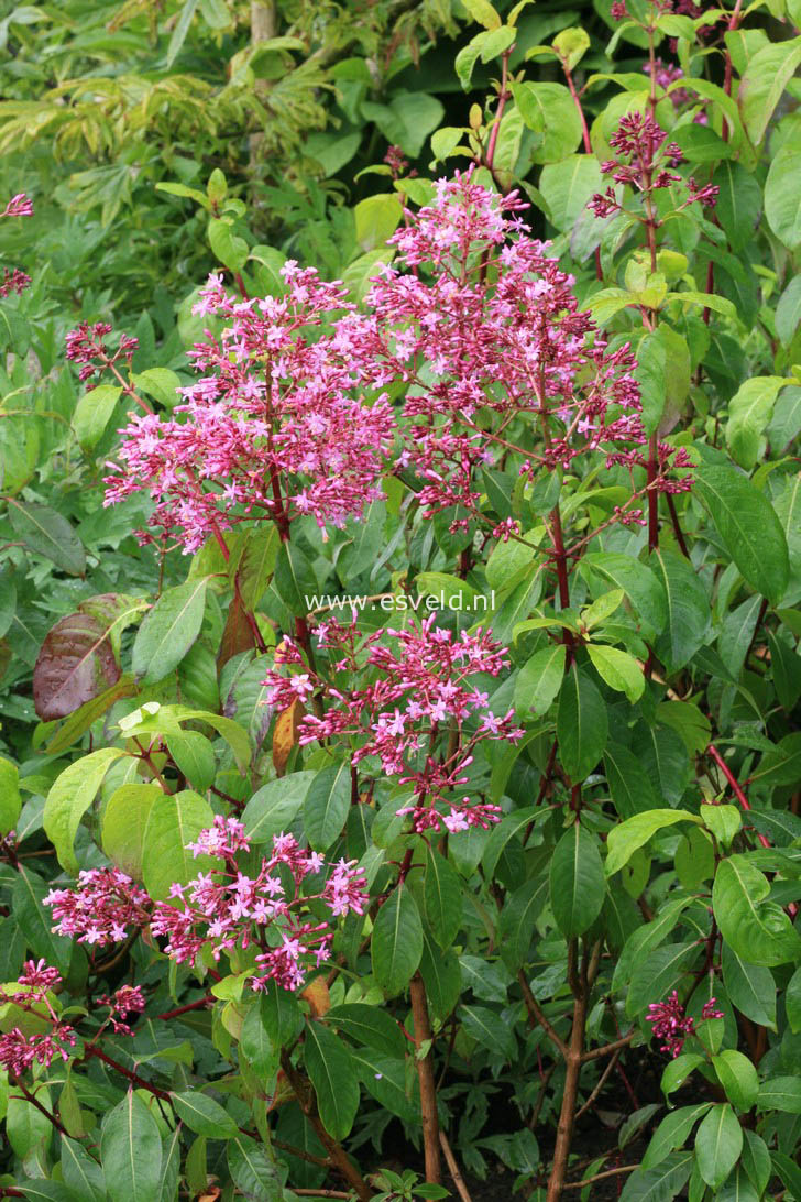 Fuchsia paniculata