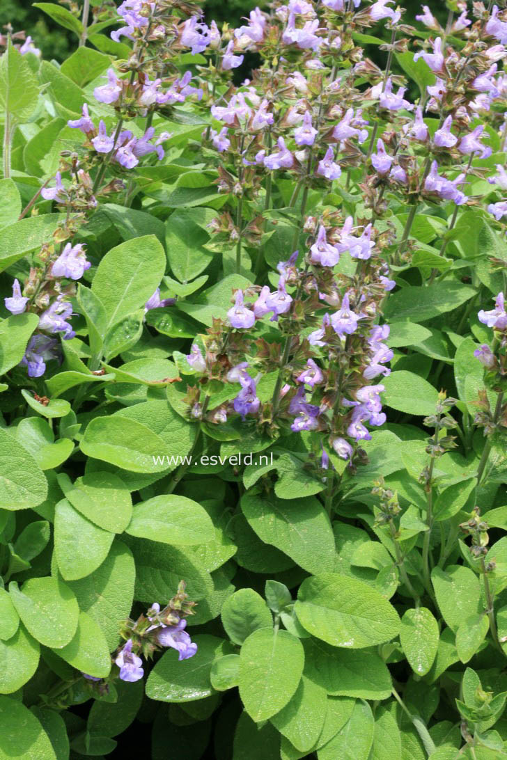 Salvia officinalis 'Berggarten'