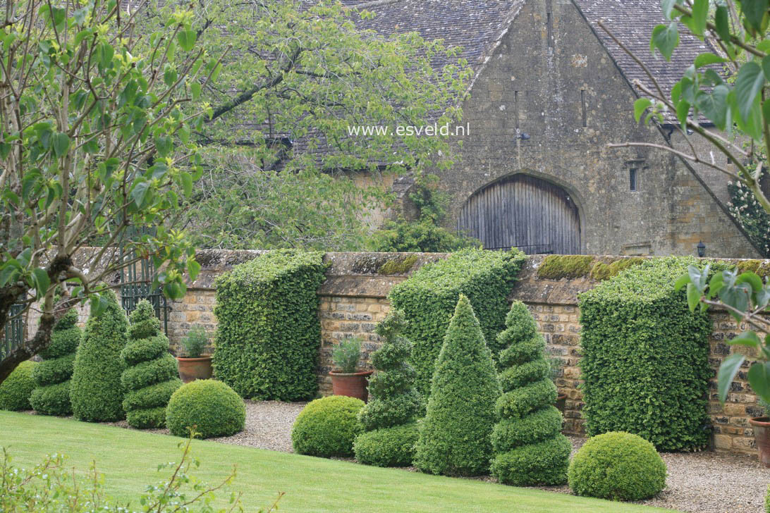 Buxus sempervirens