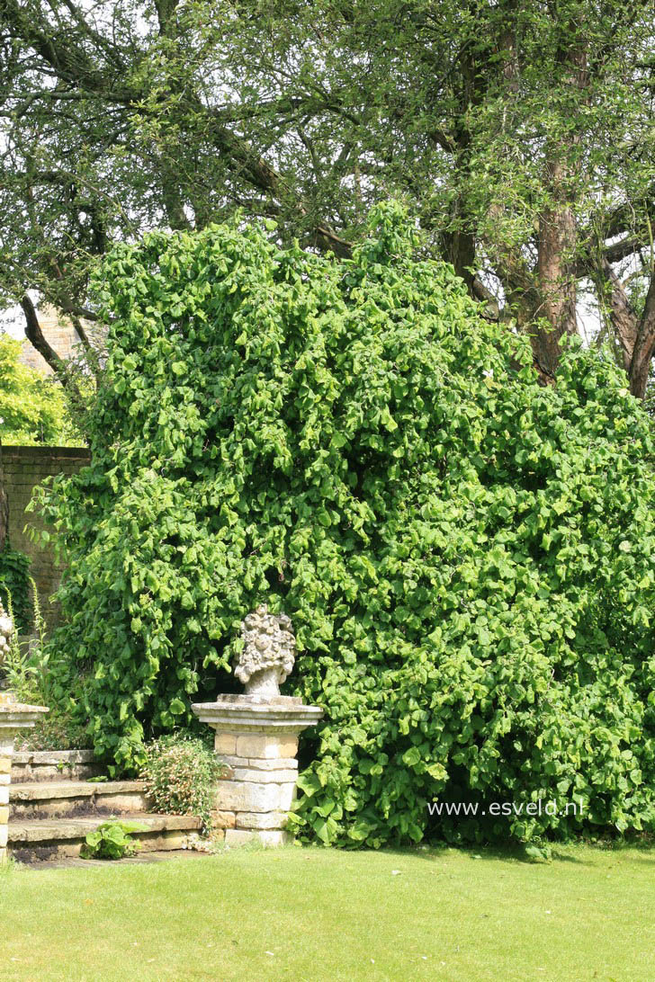 Corylus avellana 'Contorta'