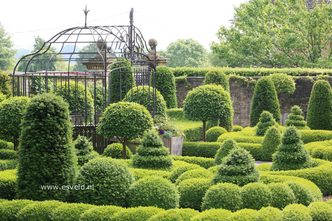 Buxus sempervirens