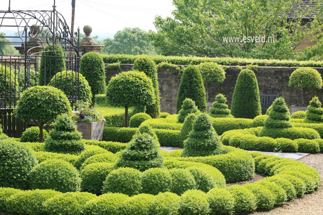 Buxus sempervirens