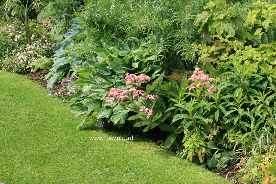 Rodgersia pinnata 'Superba'