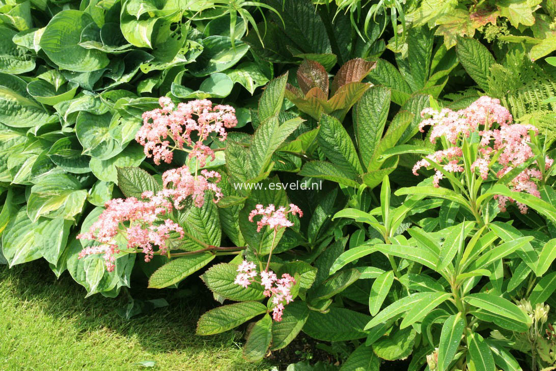 Rodgersia pinnata 'Superba'