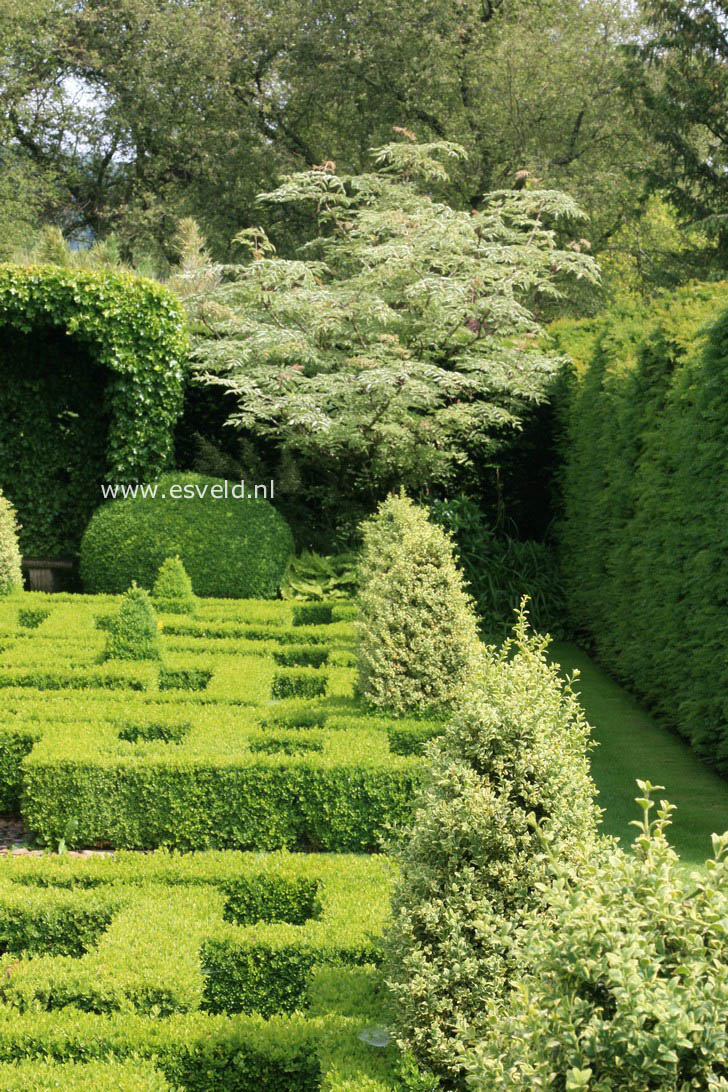 Buxus sempervirens 'Marginata'