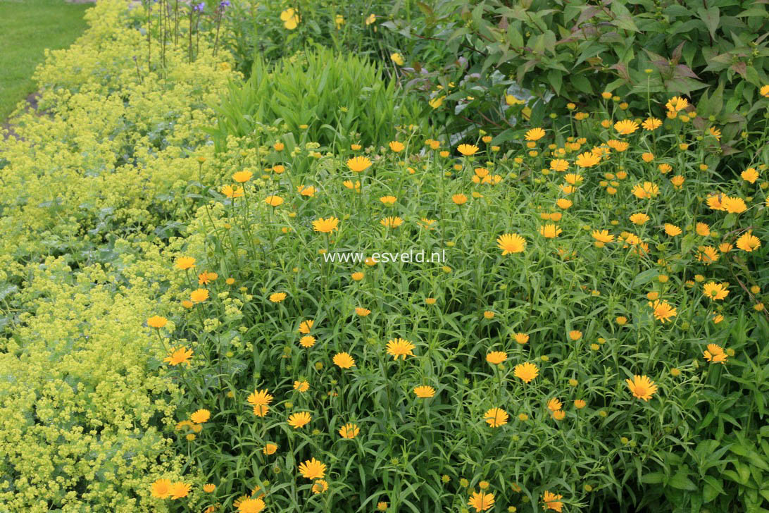 Buphthalmum salicifolium