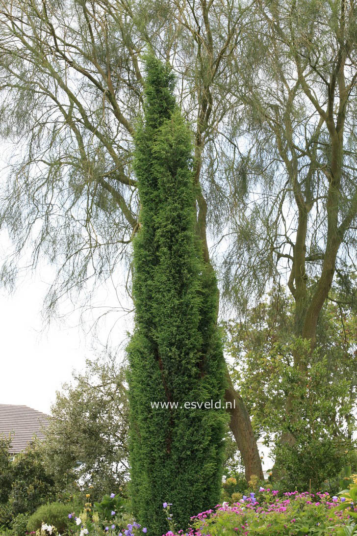 Juniperus communis 'Suecica'