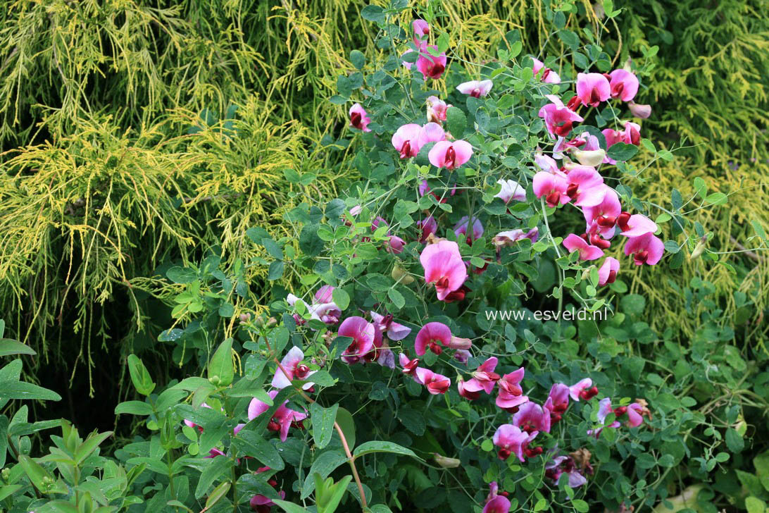 Lathyrus grandiflorus