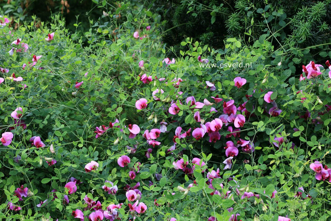 Lathyrus grandiflorus