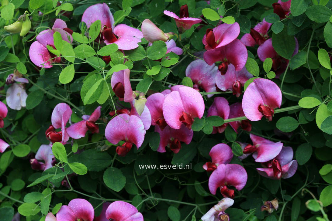 Lathyrus grandiflorus