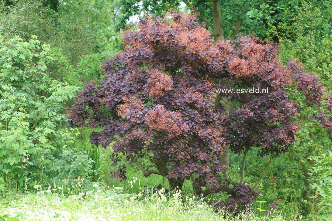 Cotinus coggygria 'Royal Purple'